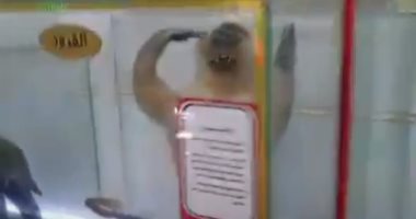 ذئاب وثعابين وقرود وتماسيح داخل مدرسة الزراعة.. متحف علمى بكفر الشيخ "فيديو"