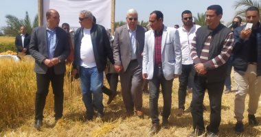 جنوب سيناء تحتفل بموسم حصاد القمح