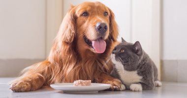 قبل ماتشترى كلب أو قطة فى البيت.. نصائح لاختيار حيوان أليف مناسب لطفلك