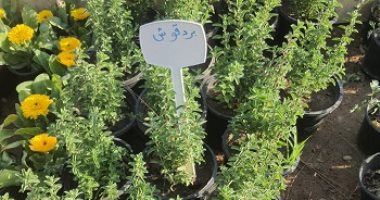 جولة داخل معرض الزهور.. 4 نباتات يمكن زراعتها في المطبخ أبرزها البردقوش