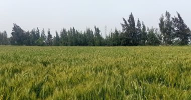 طقس الشرقية اليوم.. سطوع الشمس وارتفاع ملحوظ فى درجات الحرارة.. لايف