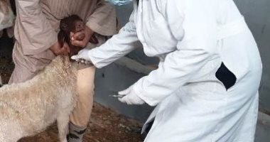 ماذا لو اكتشفت "دود" فى رأس ماعز بعد الذبح؟.. طبيبة بيطرية توضح