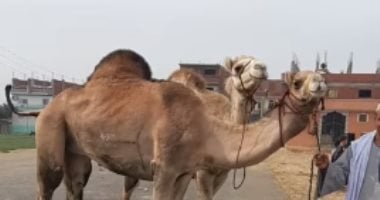 الجمل البلدى والرشيدى.. شاهد أفضل أنواع الجمال في سوق الشرقية