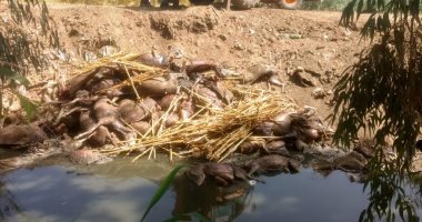 العثور على 22 حمارا مذبوحا فى الغربية.. وإدارة الرى تعدمها