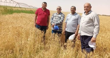 زراعة الوادى الجديد تستعد لحصاد 191 ألف فدان قمح بمنطقة شرق العوينات