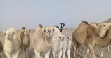 "الدبوكة" رحلة الجمال من السودان حتى سوق الشلاتين ..اعرف كل حاجة عنها
