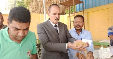 محافظة قنا تفتتح موسم توريد القمح باستلام 240 طنا