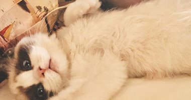 مشاهير تبنوا وأنقذوا حيواناتهم الأليفة بدلاً من شرائها.. أبرزهم تايلور سويفت