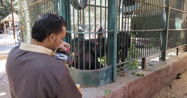 أذكى الحيوانات والأقرب لسلوك البشر.. شوف إنسان الغاب بيعمل إيه بحديقة حيوان الجيزة