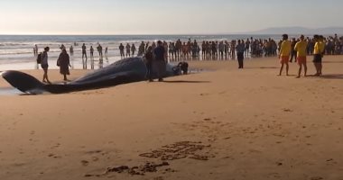 نفوق حوت ضخم على أحد الشواطئ القريبة من لشبونة