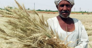 الذهب الأصفر على أرض النيل.. حصاد محصول القمح فى أسوان
