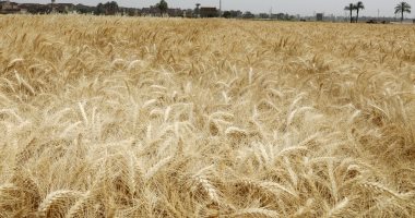 محافظ سوهاج يتابع بدء توريد محصول القمح للشون والصوامع واستقبال 6.5 طن