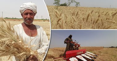بشاير الخير.. القمح فى طريقه للشون والصوامع بموسم التوريد.. مزارعو أسوان يحصدون المحصول.. محافظ المنوفية يتفقد صوامع شبين الكوم.. توريد 2295 طنا لصوامع قنا وزراعة 72.6 ألف فدان بالإسكندرية.. صور