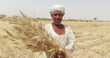 بشاير الخير.. "الذهب الأصفر" يواصل طريقه لشون وصوامع المحافظات بموسم التوريد