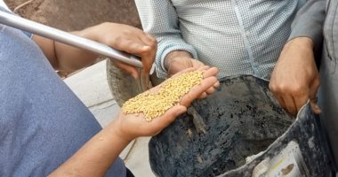 محافظ أسيوط : توريد 40 طن قمح بالشون والصوامع حتى الآن.. صور 