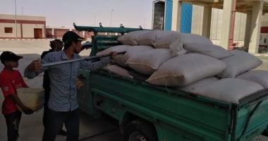 محافظة الوادى الجديد: الانتهاء من توريد 14498 طن قمح للصوامع.. صور