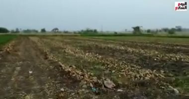 خير وبركة ورزق وفرص عمل.. المزارعون يحتفلون بموسم تقليع محصول بنجر السكر بالأغانى.. المنيا تنتج 600 ألف طن.. مزارع: موسم حصاده يوفر فرص عمل ورفع الاحتياطى من السكر.. وتتركز زراعته فى مراكز شمال.. فيديو
