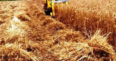 الذهب الأصفر يتلألأ بالمحافظات.. انطلاق موسم حصاد القمح بالفيوم.. محافظ أسوان يتابع استلام المحصول بالشون والصوامع والبناكر.. قنا تستقبل 4 آلاف و 4751 طنا منذ بدء الموسم.. ومزارعو أسوان يسلمون 13 ألف طن.. صور