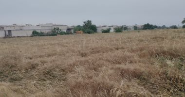 أرض الخير.. الذهب الأصفر داخل أرض المنيا وتوريد 128 طن قمح للصوامع "لايف"