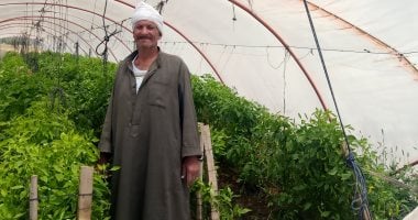 شاهد مزارع الخيار والفلفل بنظام الصوب.. إنتاج على مدار العام وأسعار منافسة