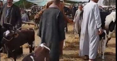 العجول الهولندية تغزو سوق مواشى الشرقية.. وإقبال على شرائها للتربية.. لايف
