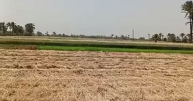ذهب لامع فى حقول بنى سويف.. الاستعداد لموسم حصاد وتوريد القمح.. فيديو