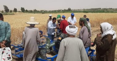 زراعة الوادى الجديد: حصاد 50 ألف فدان قمح وتوريد 56 ألف طن للصوامع