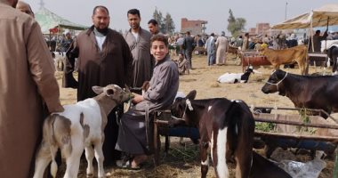 العجول الهولندية تغزو أسواق مواشى الشرقية.. إقبال على شرائها للتربية المنزلية.. والتجار: أسعارها تبدأ من 6 آلاف جنيه.. وننصح بفحص "البهيمة" جيدًا قبل الشراء.. ويؤكدون: سوق الثلاثاء يحدد بورصة اللحوم.. فيديو