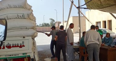 توريد 5464 طن قمح لصوامع وشون كفر الشيخ.. صور