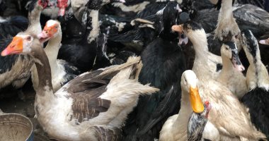 البط بـ60 جنيها والإوز بـ60 والأرانب بـ40.. فى سوق الجمعة بنبروه 