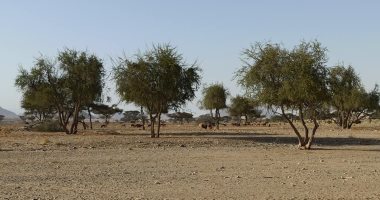 "هنا هيبا".. حكاية وادى العزلة والنقاء فى الصحراء الشرقية (صور)