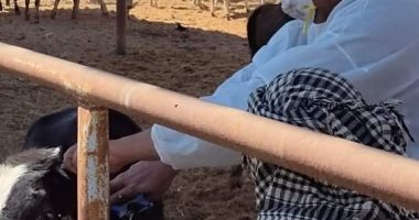 بيطري البحيرة: الانتهاء من أعمال الحملة القومية الأولي للتحصين ضد الحمي القلاعية