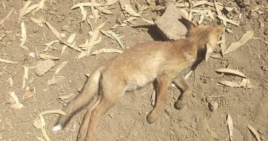 بيطرى الغربية يقضى على عدد من الثعالب بعد شكاوى من انتشارها بكفر الزيات