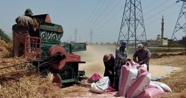 صيام وعيد والعزم حديد.. المزارعون يواصلون الليل بالنهار فى حصاد محصول القمح.. لايف