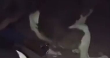شخص يحرق كلبا بالألعاب النارية بالسعودية.. ووزارة البيئة: جار التحقيق