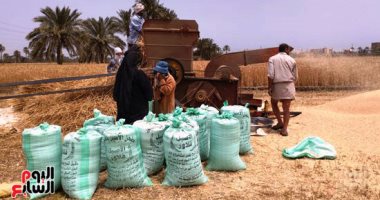 وكيل تموين الأقصر يعلن توريد 10 آلاف و582 طن قمح للشون والصوامع حتى الآن