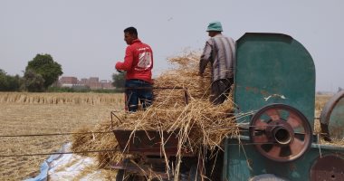 محصول يبشر بالخير.. فرحة الفلاحين وأطفالهم بحصاد القمح فى الشرقية.. فيديو