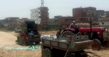 العيد عيدين.. فرحة كبيرة بعد حصاد محصول القمح رغم الأجواء الحارة بالشرقية.. فيديو