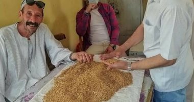 معدات الزراعة الآلية تواصل حصاد القمح فى توشكى