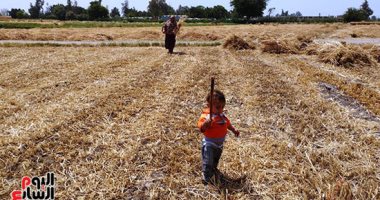 القمح نازل من ماكينة الدريس.. فرحة الفلاحين بحقول أسيوط بخير بلدنا.. لايف