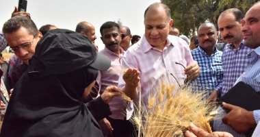 الذهب الأصفر على أرض مصر .. رحلة القمح من الحصاد للتخزين