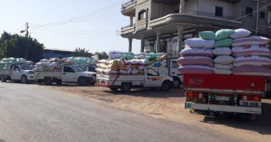 صوامع الشرقية تستقبل أكثر من 70 ألف طن قمح منذ بداية الحصاد 