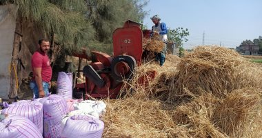 عيد عند العيلة دى علشان بتدرس القمح..صاحيين يومين فى حصاد الذهب الأصفر (فيديو)