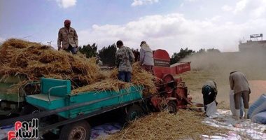 رحلة حصاد ووصول الذهب الأصفر لشون وصوامع محافظات مصر خلال إجازة العيد