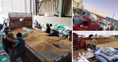 مواكب الذهب الأصفر لشون وصوامع القمح.. توريد 1436 طنا بالأقصر و323.760 طن بالإسكندرية.. وحصاد 63100 فدان وتوريد 111 طن قمح بالوادى الجديد و37849 طنا بالمنيا.. و100 طن قمح ببورسعيد.. صور