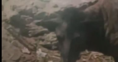 حيوان غريب يُثير الرعب فى الإسماعيلية ومخاوف من خطورته.. فيديو