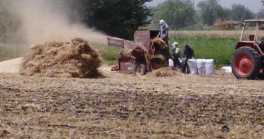 حصاد محصول القمح بحقول المنيا.. والمحافظ: توريد 59 ألف طن للصوامع.. فيديو