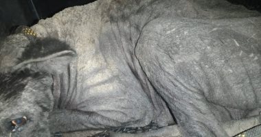 الطب البيطرى: تسليم حيوان الإسماعيلية الغريب لجمعية الرفق بالحيوان في القاهرة