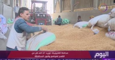 "اليوم" يتابع موسم توريد محصول القمح بمحافظة القليوبية