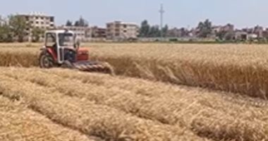 القمح نازل من ماكينة الدريس يشرح القلب.. شاهد فرحة الفلاحين بحقول كفر الشيخ